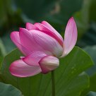 Lotus in the wind